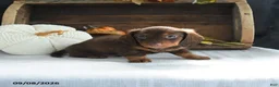Miniature Dachshund dogs for sale: Dallas - Ad 1