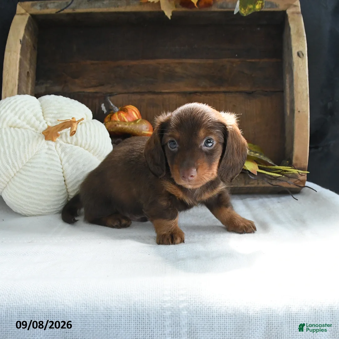 Miniature Dachshund dogs for sale: Dallas - Ad 1
