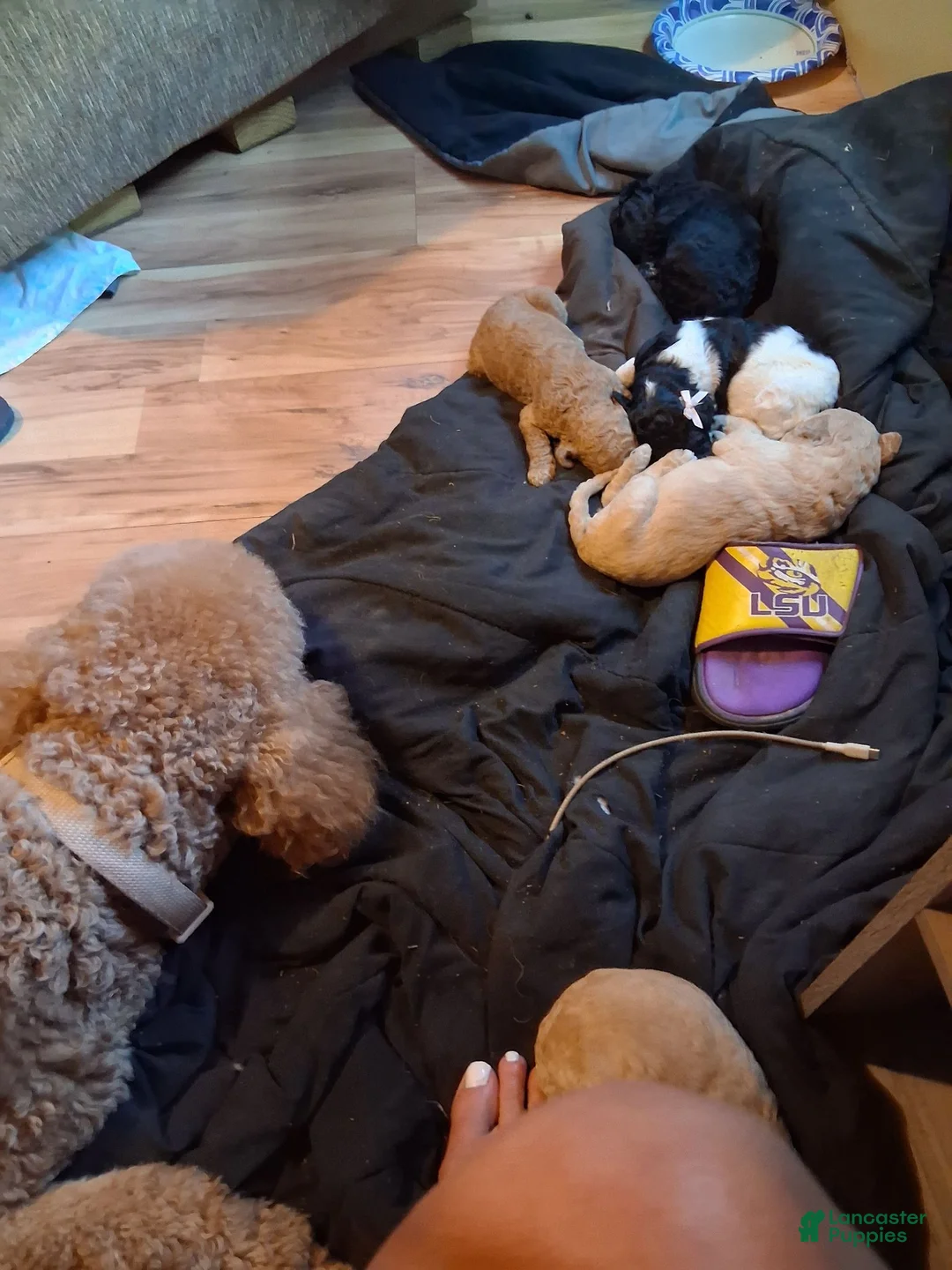 Standard Poodle dogs for sale: Standard Poodle 1 - Ad 4