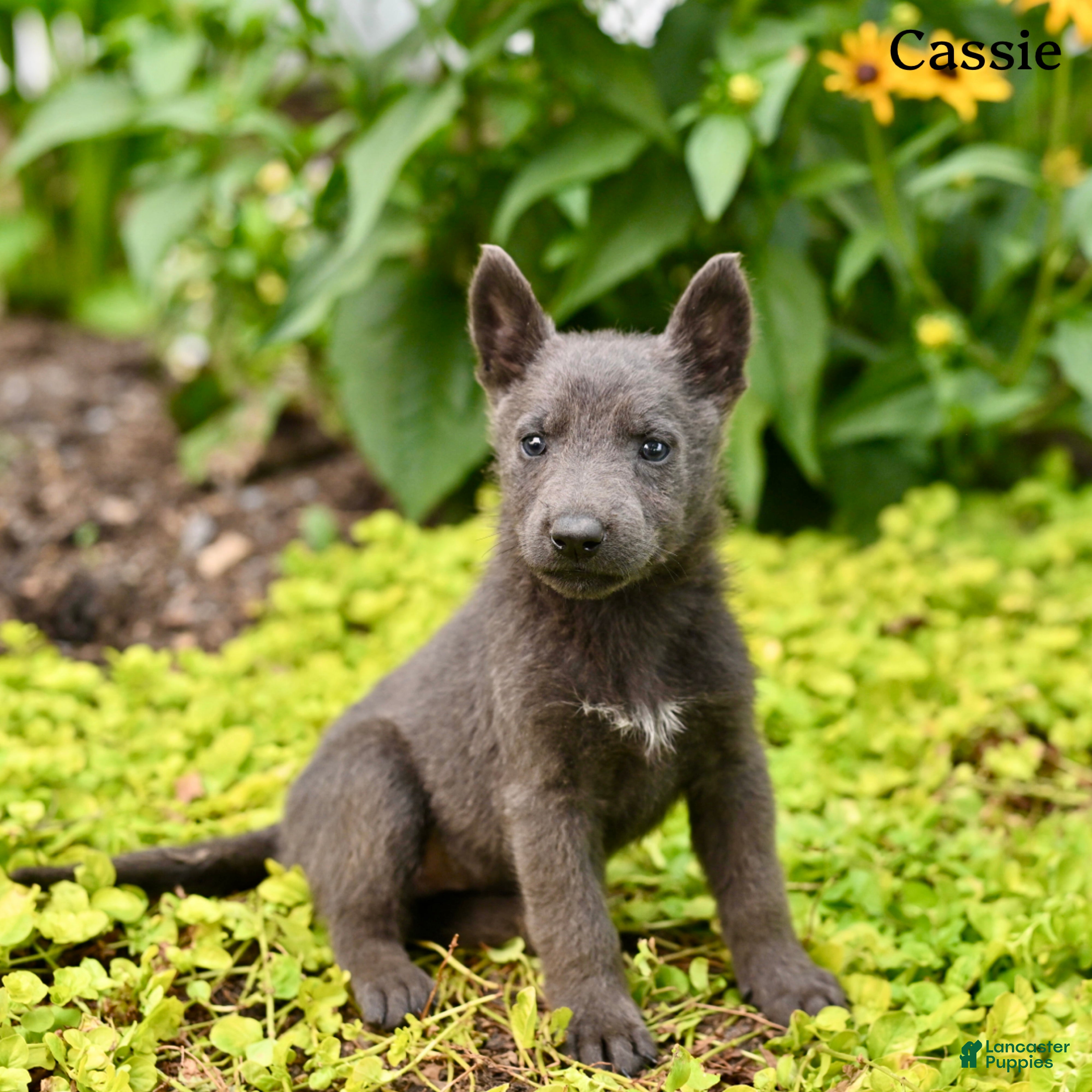 German Shepherd dogs Cassie - Ad 1