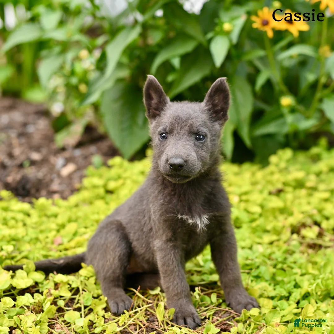 German Shepherd dogs for sale: Cassie - Ad 1