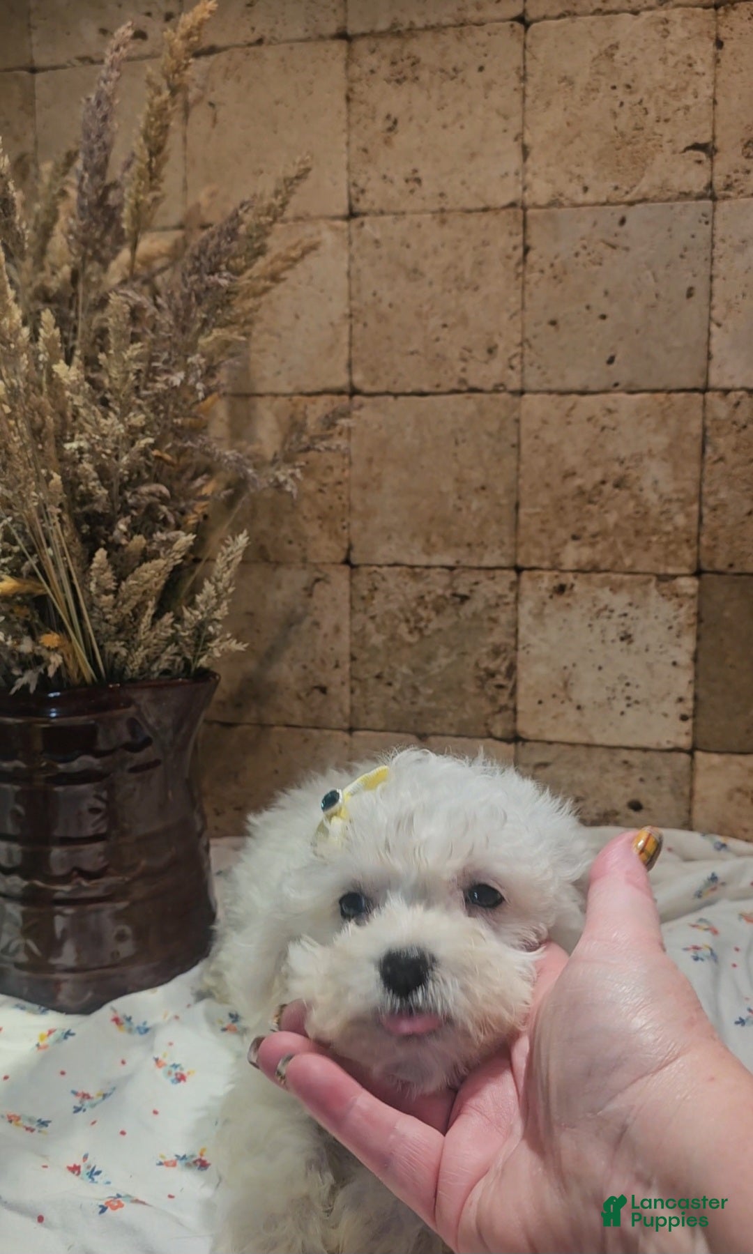 Bichpoo dogs for sale: Sadie - Ad 21