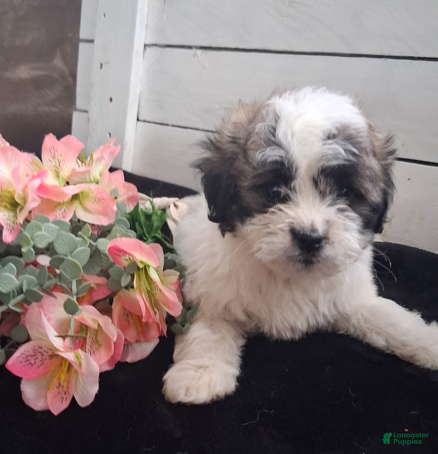 Lhasapoo dogs Daffodil - Ad 1