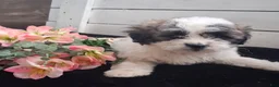 Lhasapoo dogs for sale: Daffodil - Ad 1