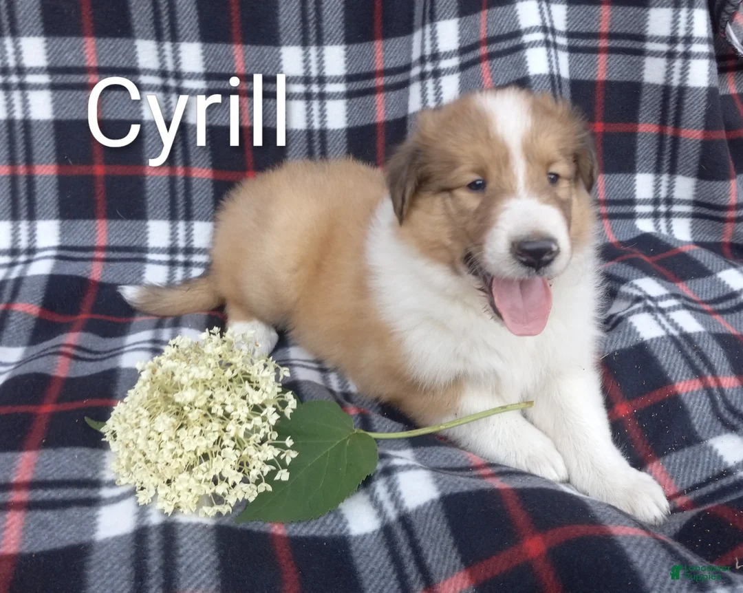 Collie dogs for sale: Cyrill - Ad 1