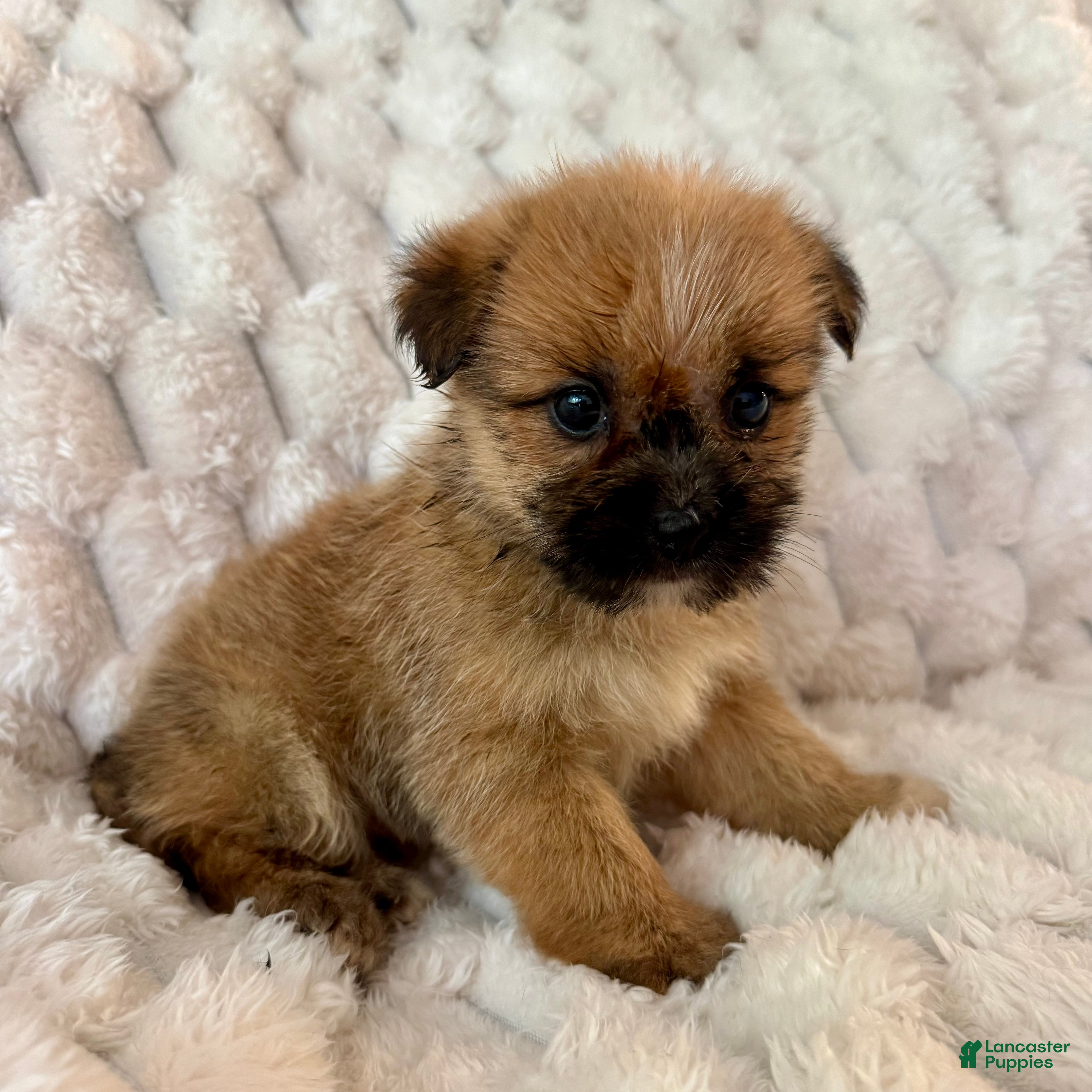 Mixed Breed dogs Lyla - Ad 6