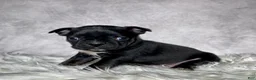 Mixed Breed dogs for sale: Miss Olive  - Ad 6