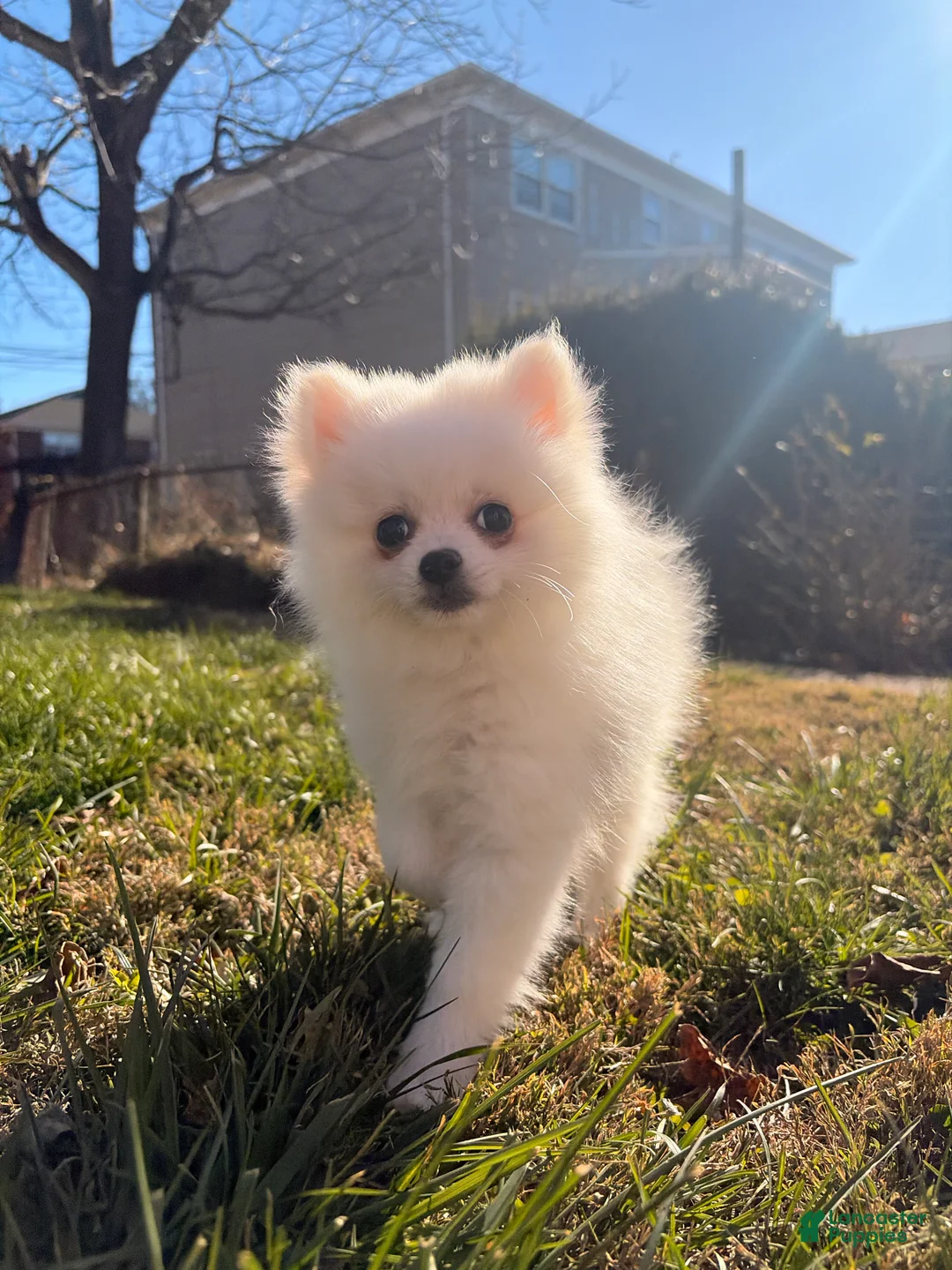 Pomeranian dogs for sale: Sally - Ad 6