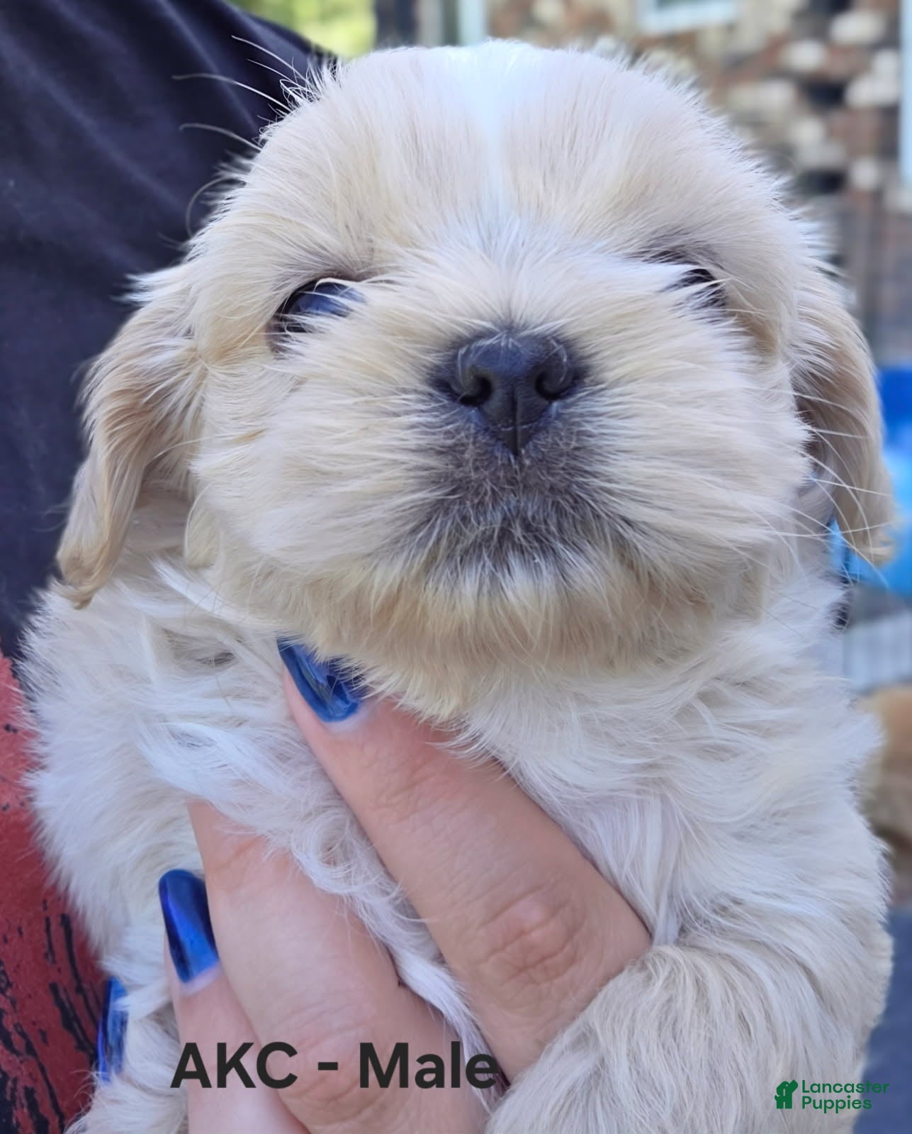 Shih Tzu dogs Shih Tzu Male 1 - Ad 2