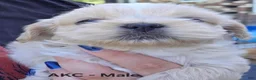 Shih Tzu dogs for sale: Shih Tzu Male 1 - Ad 2