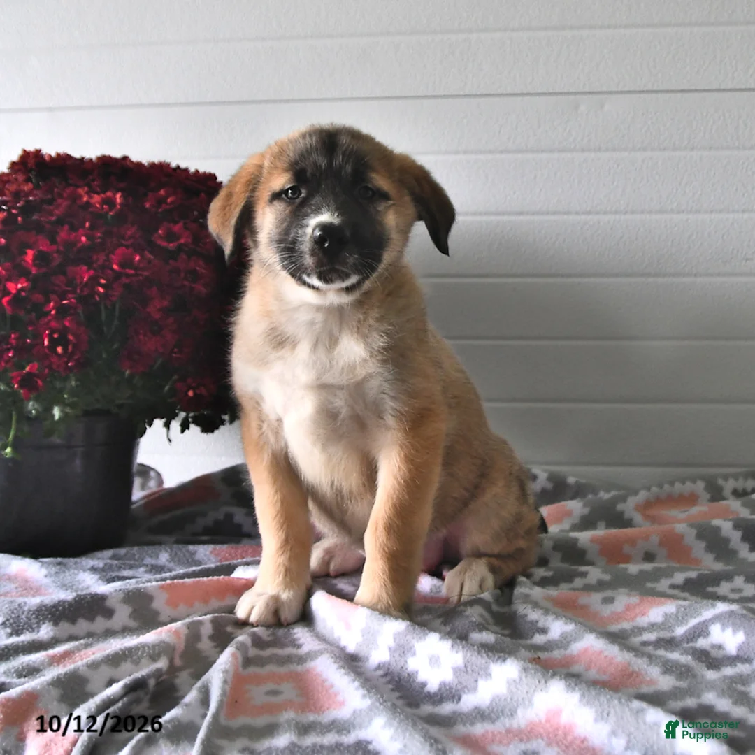 Mixed Breed dogs for sale: Sage - Ad 1