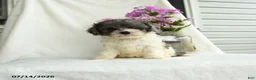 Cavapoo dogs for sale: Francise - Ad 3