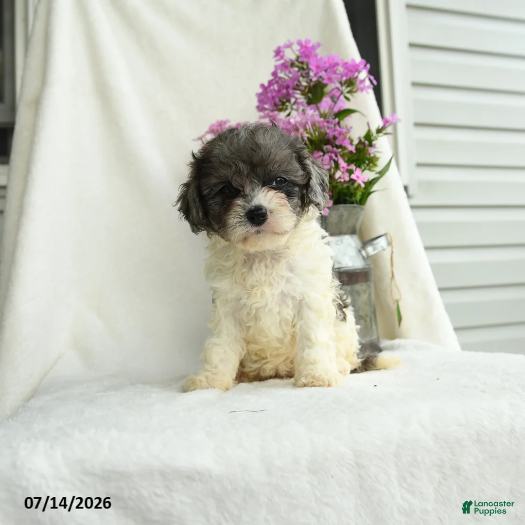 Cavapoo dogs for sale: Francise - Ad 3