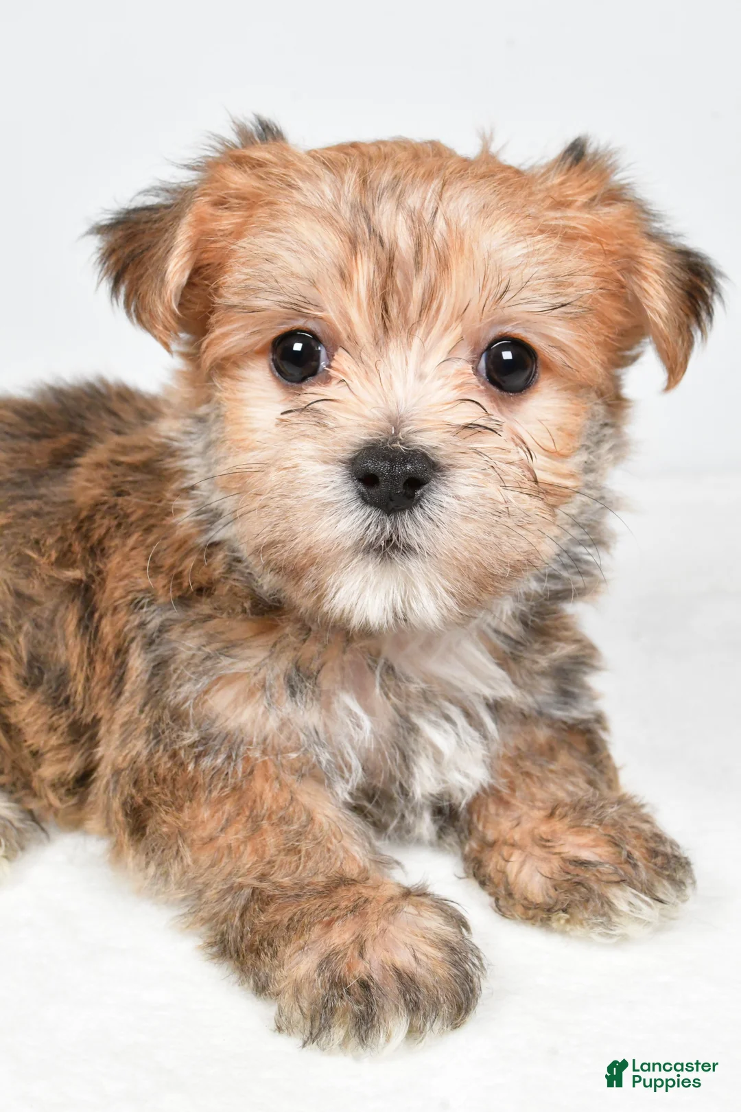 Morkie dogs for sale: Dustin - Ad 4