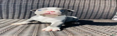 Boston Terrier 1