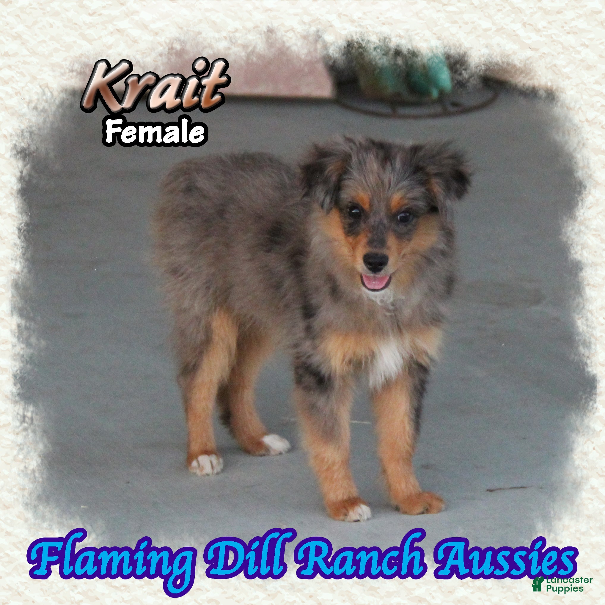 Toy Australian Shepherd dogs for sale: Krait - Ad 2