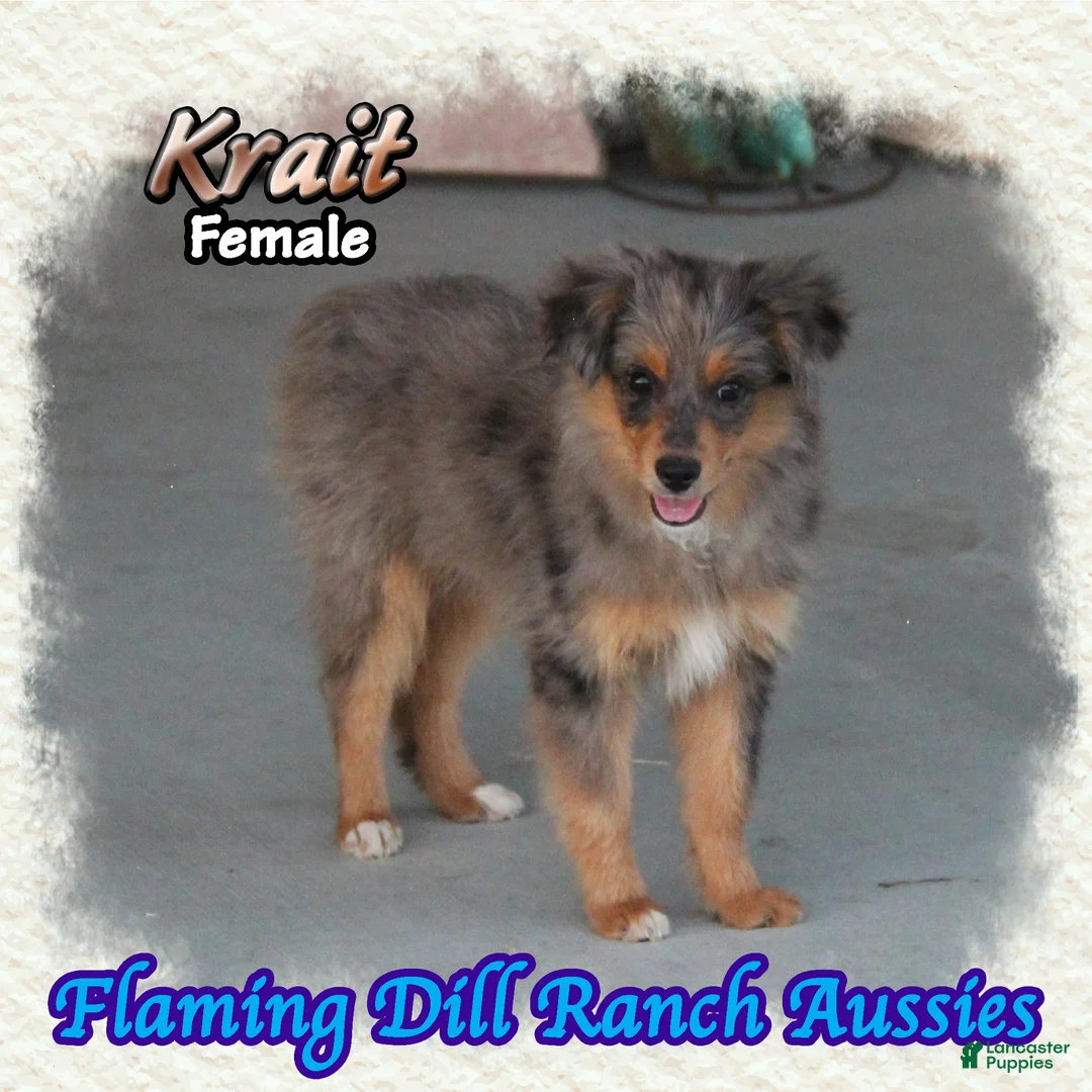 Toy Australian Shepherd dogs for sale: Krait - Ad 2