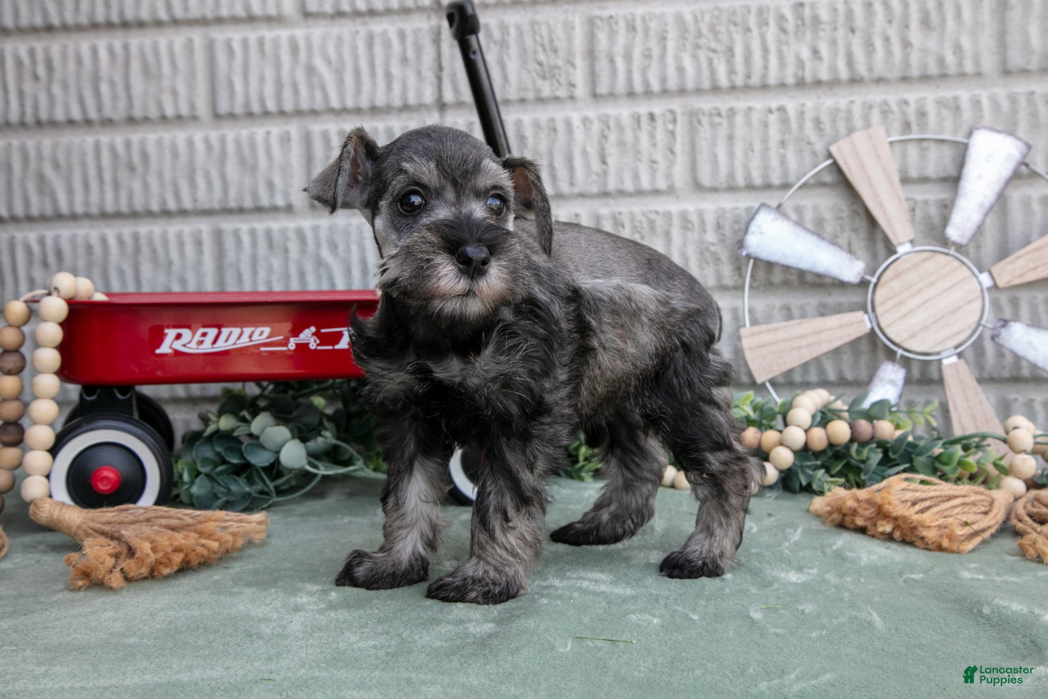 Miniature Schnauzer dogs Qunicy - Ad 2