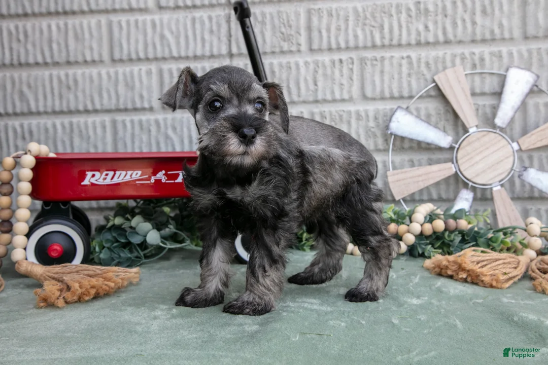 Miniature Schnauzer dogs for sale: Qunicy - Ad 2