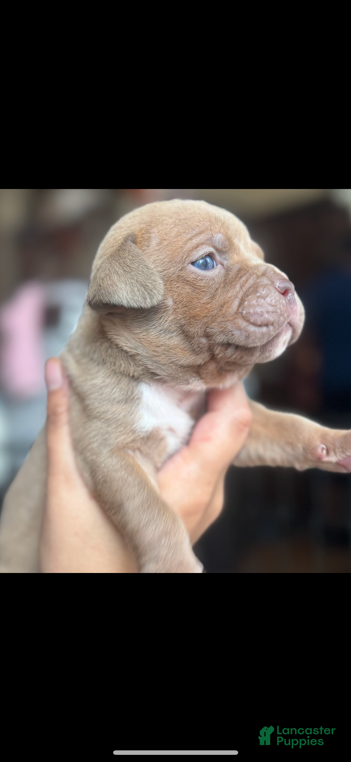 American Bully dogs American Bully 4 - Ad 27