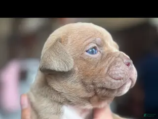 American Bully dogs American Bully 4 - Ad 27