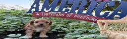 Cockapoo dogs for sale: Sunshine  - Ad 4