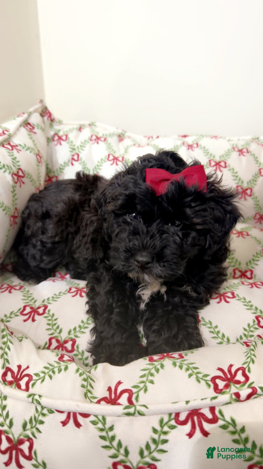 Maltipoo dogs for sale: Sage  - Ad 3