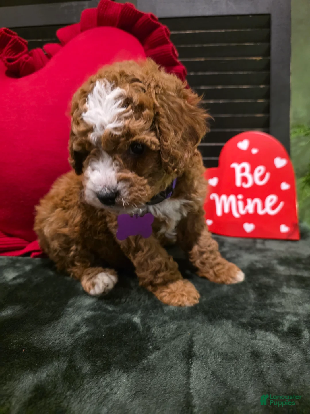Mini Bernedoodle dogs for sale: Star - Ad 12