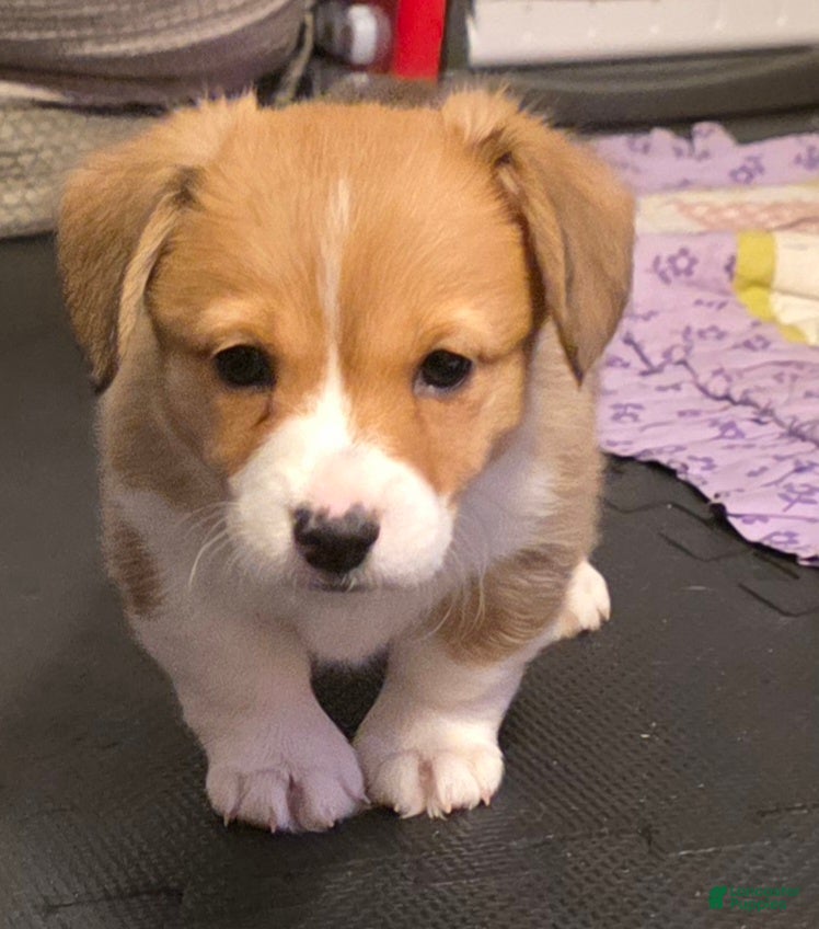 Welsh Corgi Pembroke dogs Welsh Corgi Pembroke Puppy 3 - Ad 6