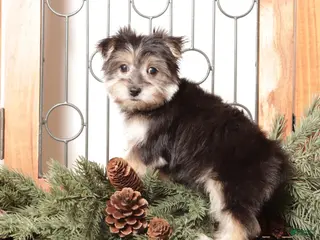 Morkie dogs Ivy - Ad 1