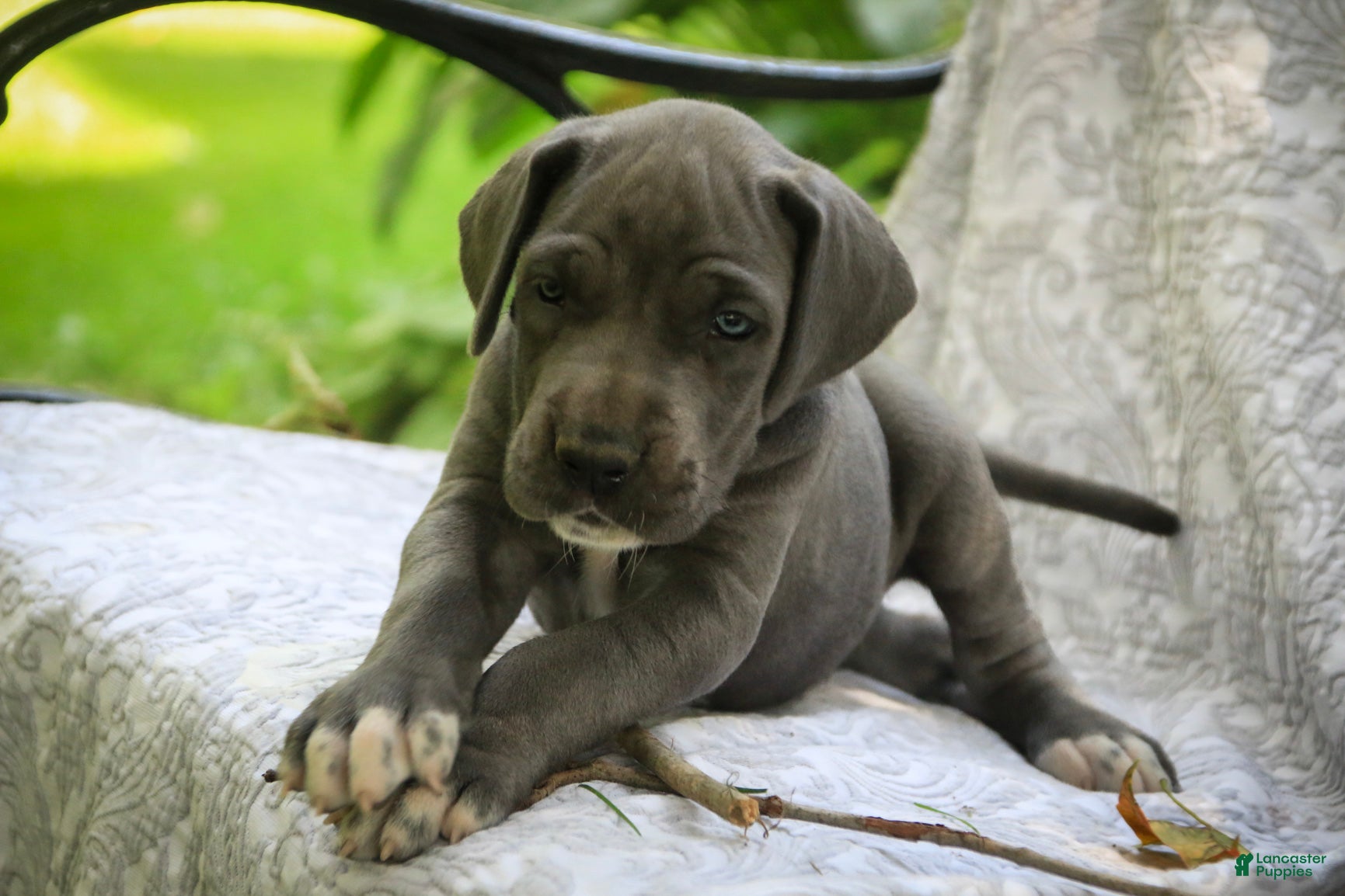 Great Dane dogs Brittany Great Dane  - Ad 2