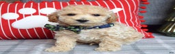 Miniature Poodle dogs for sale: Nicolas  - Ad 6