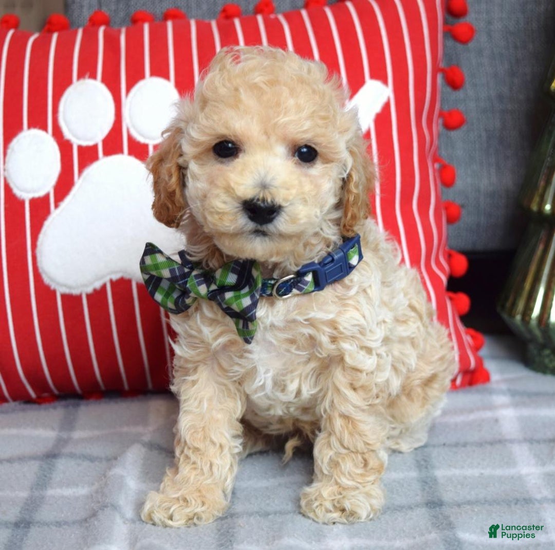 Miniature Poodle dogs for sale: Nicolas  - Ad 6