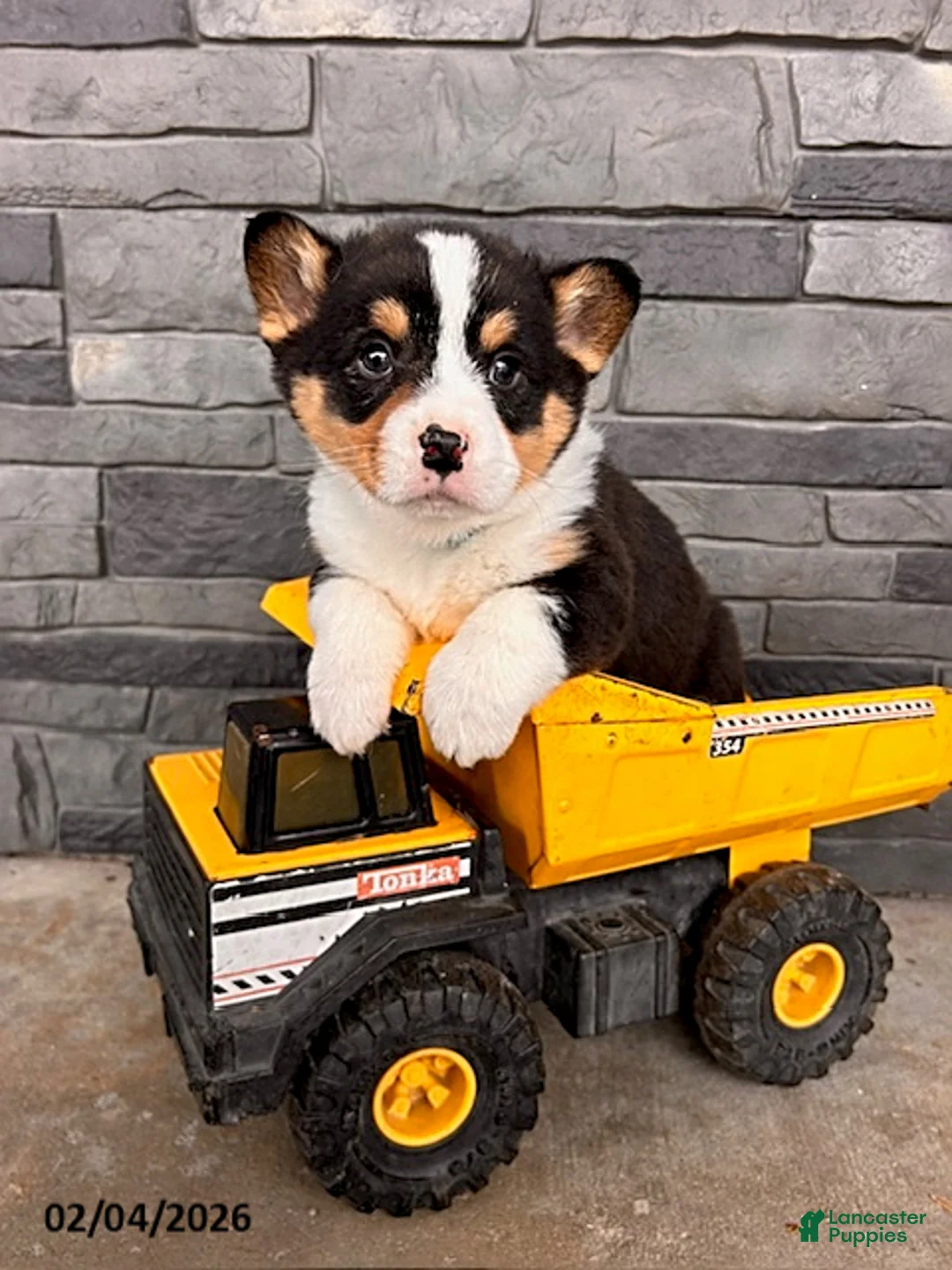 Welsh Corgi Pembroke dogs for sale: Duncan - Ad 3