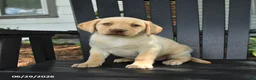Labrador Retriever dogs for sale: Sunshine - Ad 3