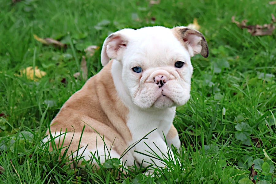 English Bulldog dogs for sale: Michi - Ad 1