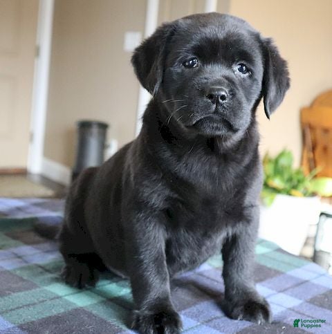 Labrador Retriever dogs Shelby- Champ lines - Ad 9