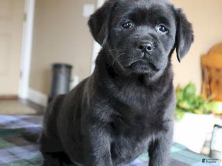 Labrador Retriever dogs Shelby- Champ lines - Ad 9