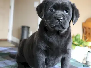 Labrador Retriever dogs Shelby- Champ lines - Ad 30