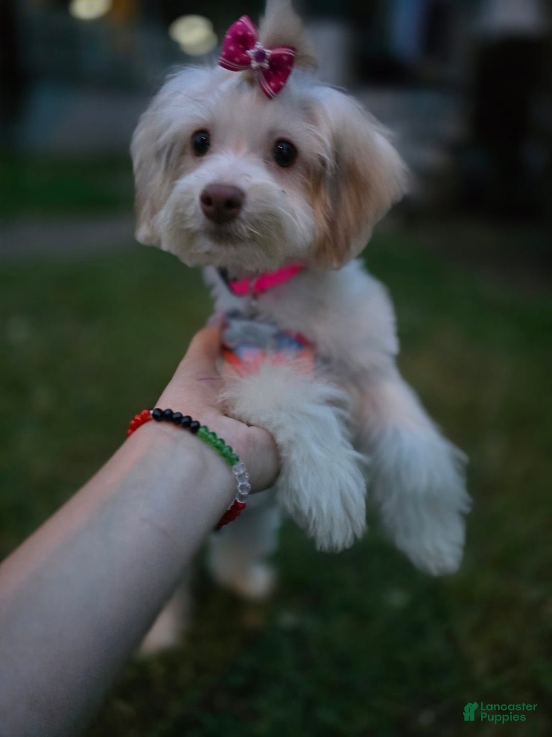 Gallery Image {{count}}