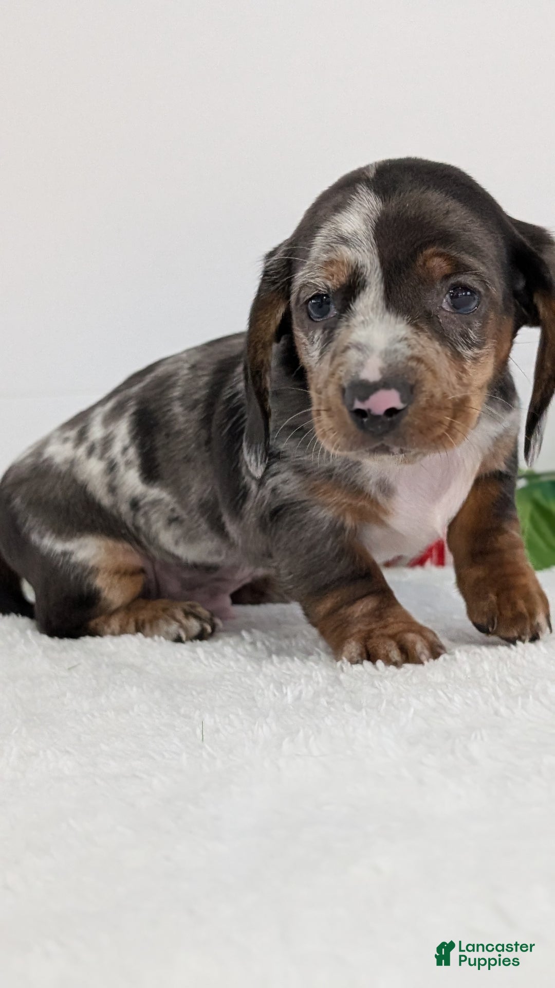 Miniature Dachshund dogs for sale: Xander  - Ad 5