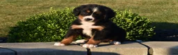 Bernese Mountain Dog dogs for sale: Buttons  - Ad 5