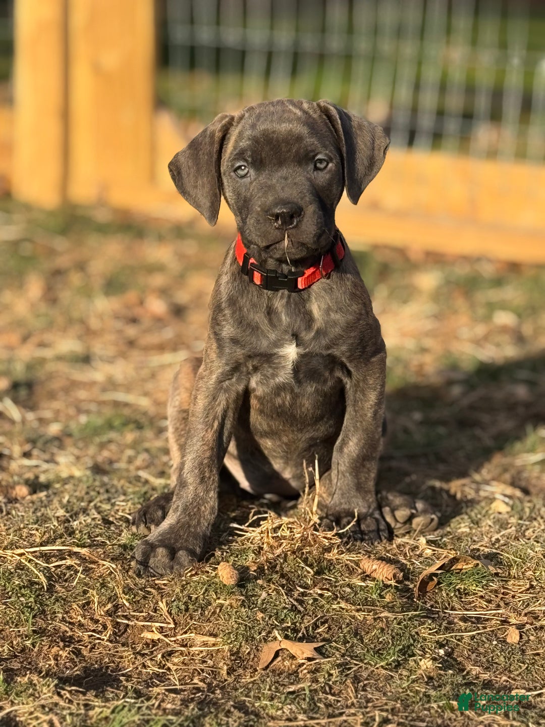 Cane Corso dogs for sale: Stormii - Ad 29