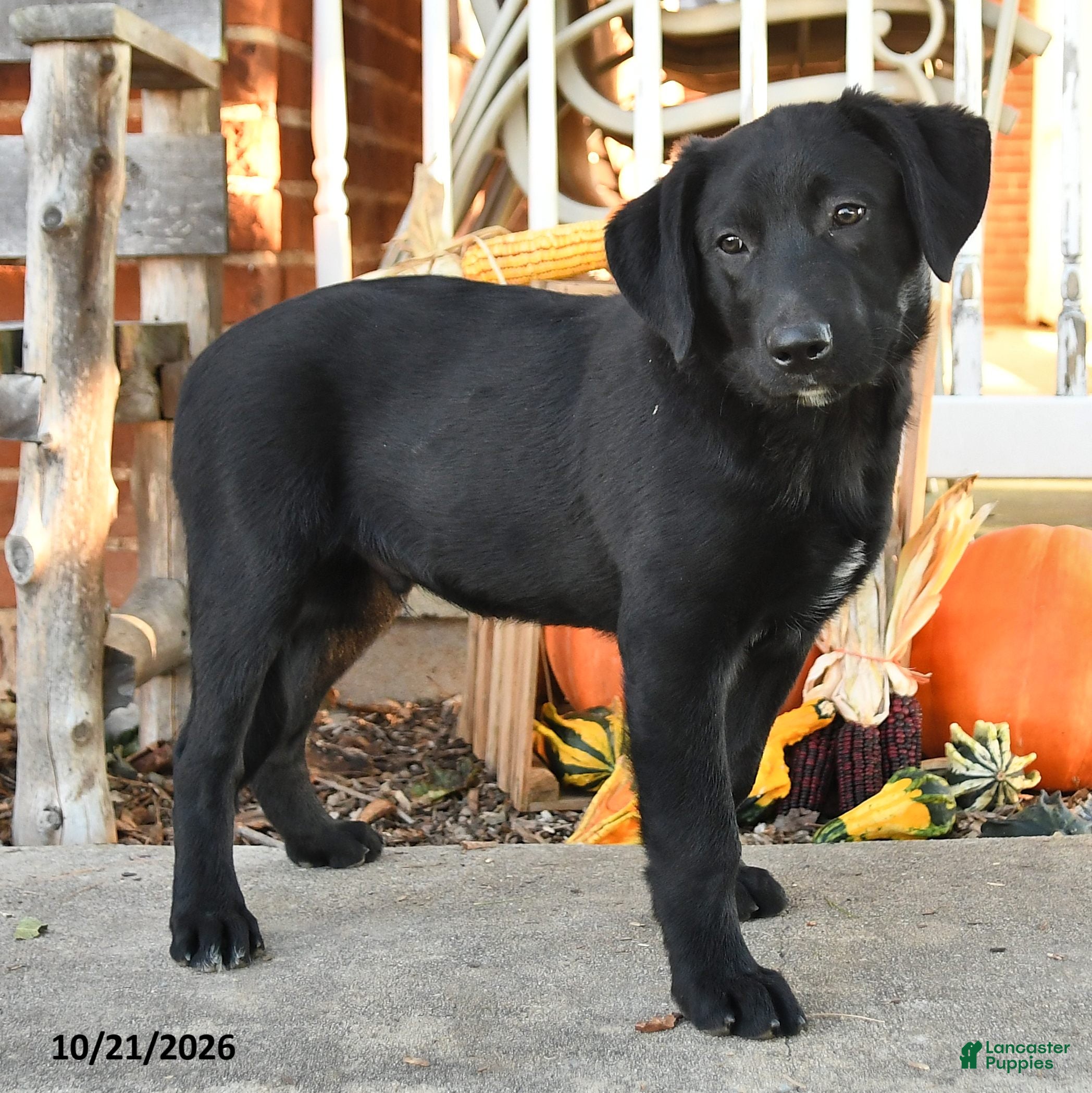 Mixed Breed dogs for sale: Buster - Ad 2