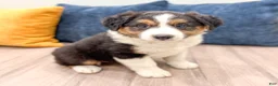 Australian Shepherd dogs for sale: Sammy - Ad 3