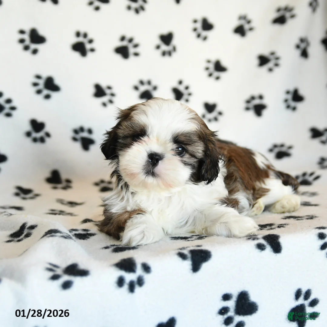 Shih Tzu dogs for sale: Oscar - Ad 1