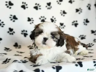 Shih Tzu dogs Oscar - Ad 17