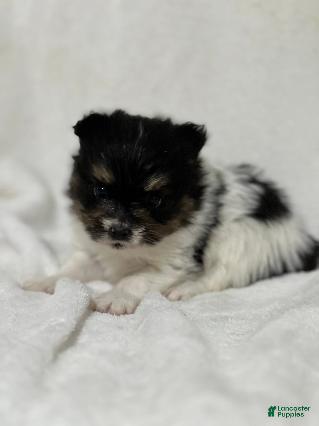 Papillon dogs for sale: Nuggets - Ad 6