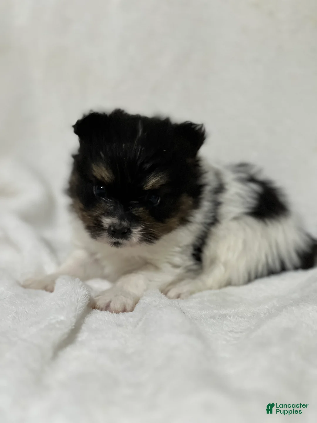 Papillon dogs for sale: Nuggets - Ad 6