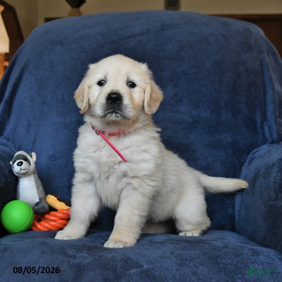 Golden Retriever dogs Blossom - Ad 1